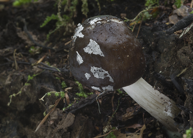 Pluteus cervinus f. pseudovelatus